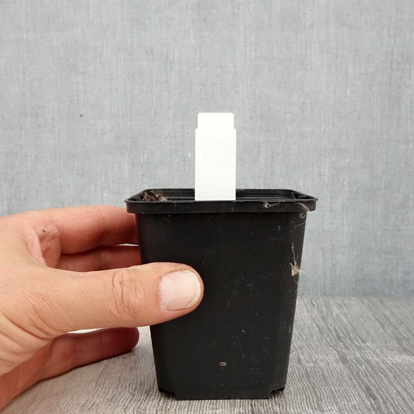 Geranium Censation Daily Purple 8/9 cm pot sample as delivered in spring