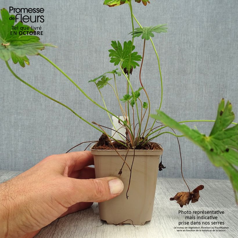 Geranium Dilys 8/9 cm pot sample as delivered in autumn