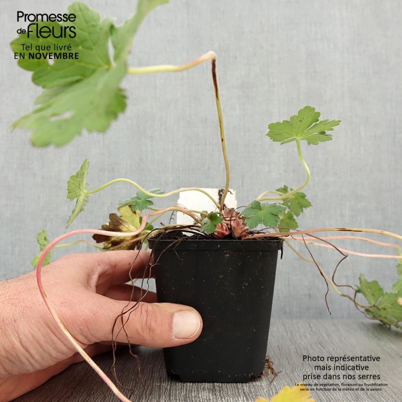 Geranium Dreamland 8/9 cm pot sample as delivered in autumn