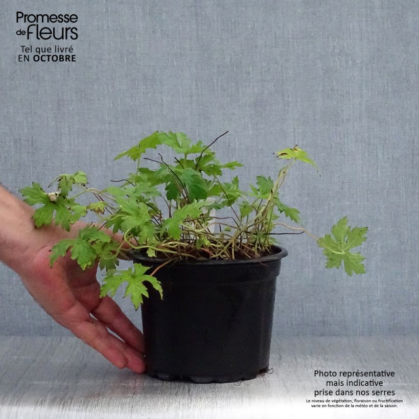 Geranium endressii - Endres cranesbill 2L/3L pot sample as delivered in autumn