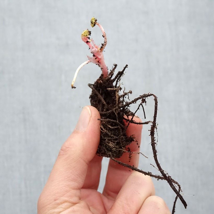 Geranium endressii - Endres cranesbill Bare root sample as delivered in winter
