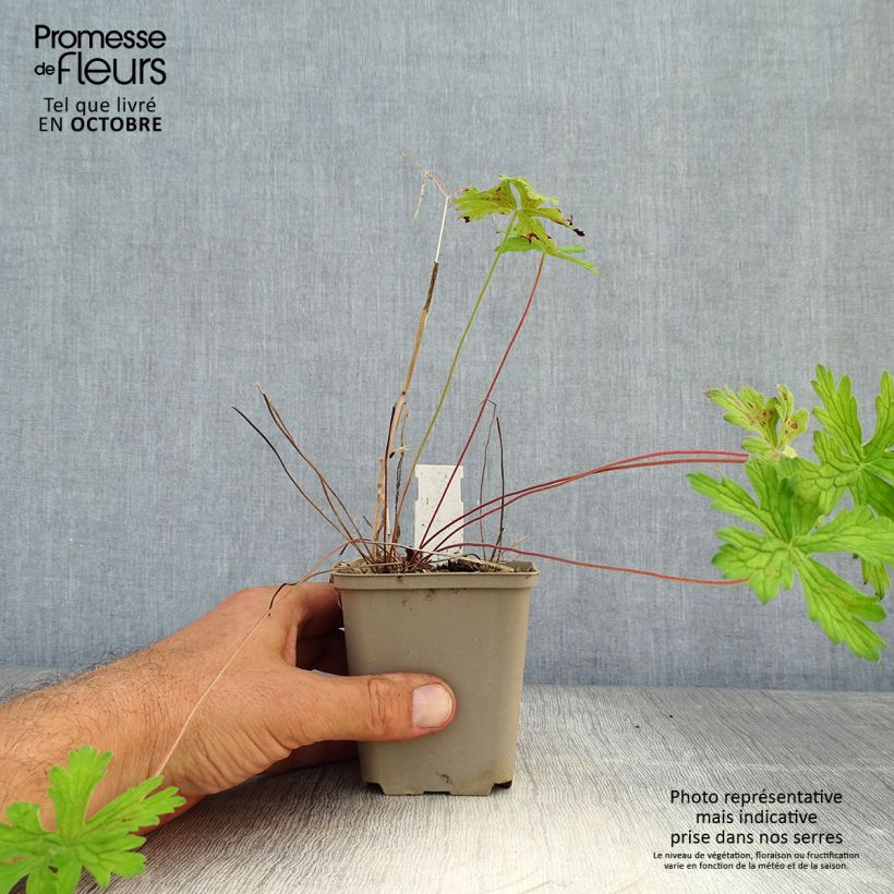 Geranium himalayense Derrick Cook 8/9 cm pot sample as delivered in autumn