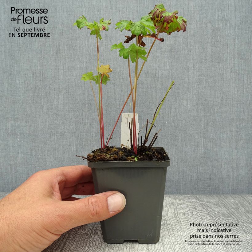 Geranium himalayense - Himalayan Cranesbill 8/9 cm pot sample as delivered in autumn
