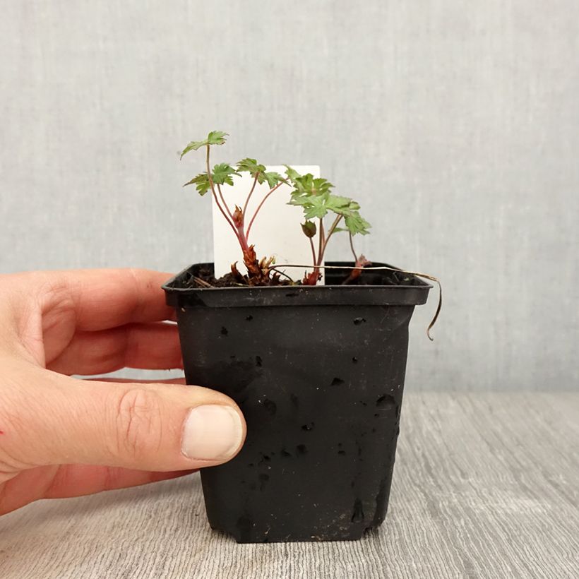 Geranium himalayense Gravetye 8/9 cm pot sample as delivered in spring