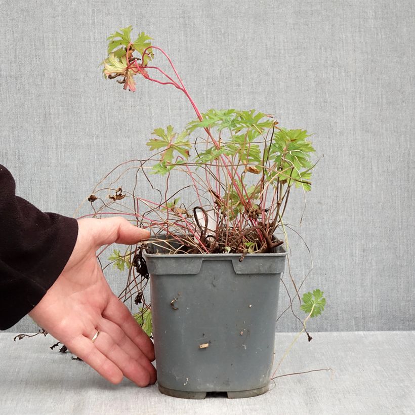 Geranium himalayense Gravetye 2L/3L pot sample as delivered in autumn