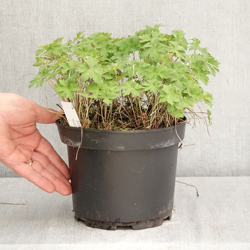 Geranium himalayense Gravetye 2L/3L pot sample as delivered in spring