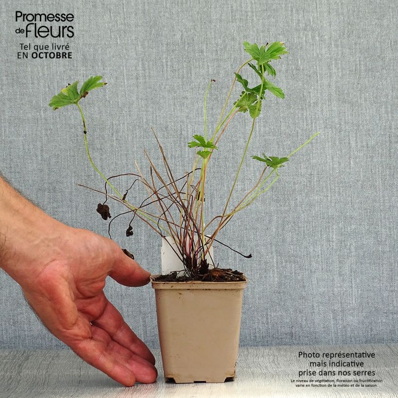 Geranium himalayense Plenum 8/9 cm pot sample as delivered in autumn