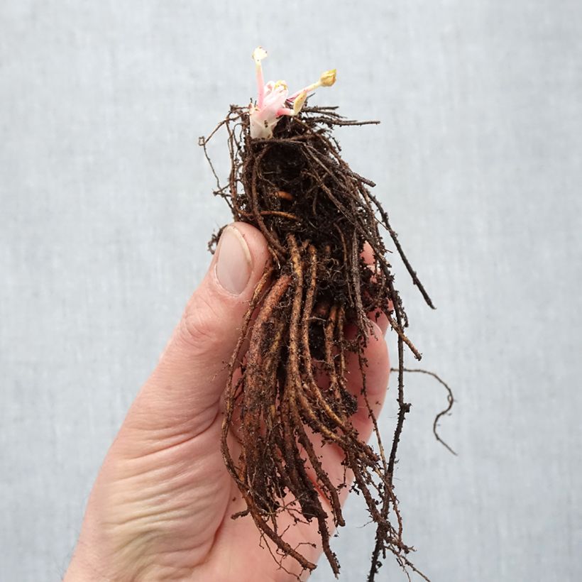 Geranium himalayense Plenum Bare root sample as delivered in winter
