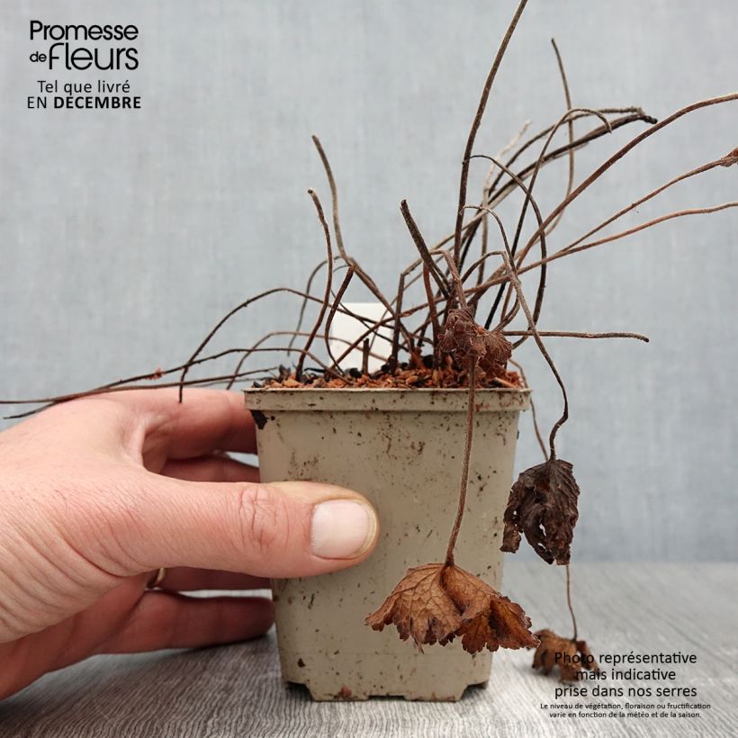 Geranium ibericum 8/9 cm pot sample as delivered in autumn