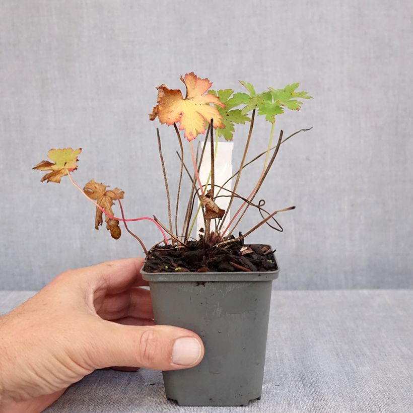 Geranium ibericum subsp. jubatum Vital 8/9 cm pot sample as delivered in autumn