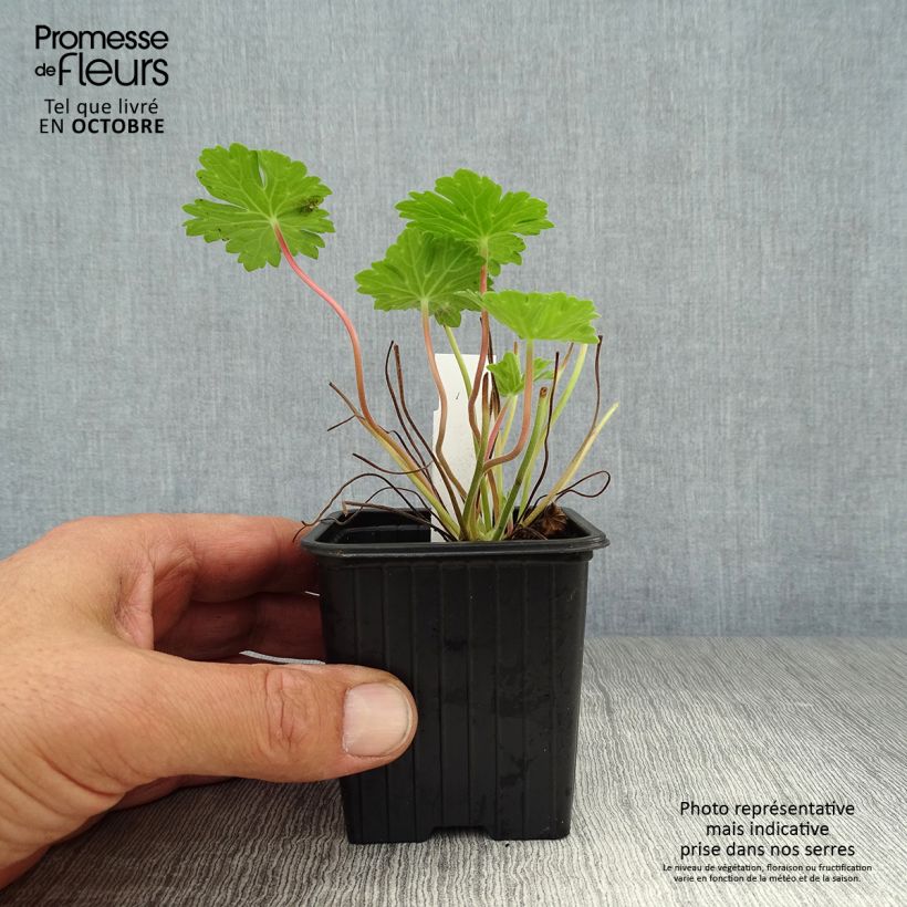 Geranium Joy 8/9 cm pot sample as delivered in autumn