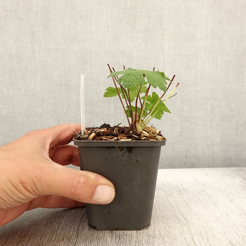 Geranium Karen Wouters 8/9 cm pot sample as delivered in autumn