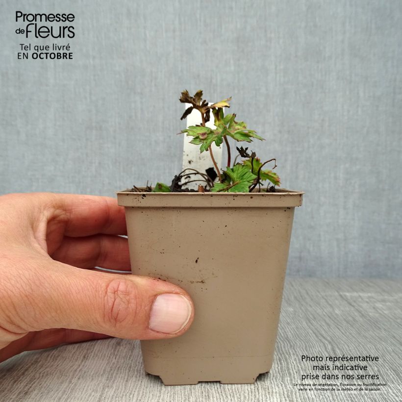 Geranium wallichianum Lilac Ice 8/9 cm pot sample as delivered in autumn