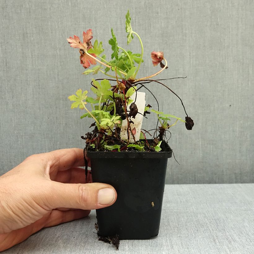 Geranium macrorrhizum Ingwersens Variety 8/9 cm pot sample as delivered in autumn