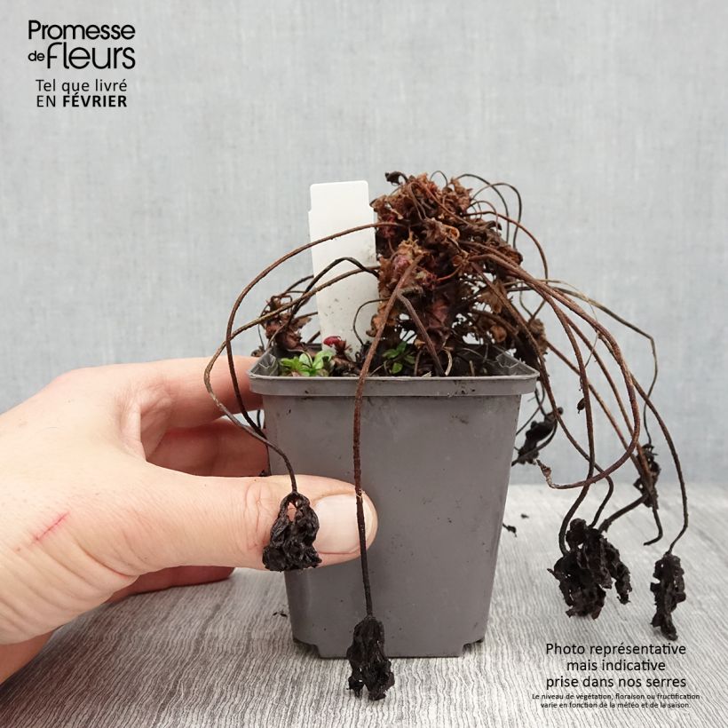 Geranium macrorrhizum Ingwersens Variety 8/9 cm pot sample as delivered in winter