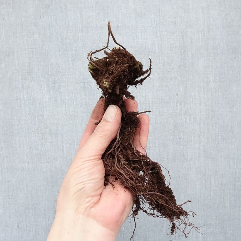 Geranium macrorrhizum Ingwersens Variety Bare root sample as delivered in winter