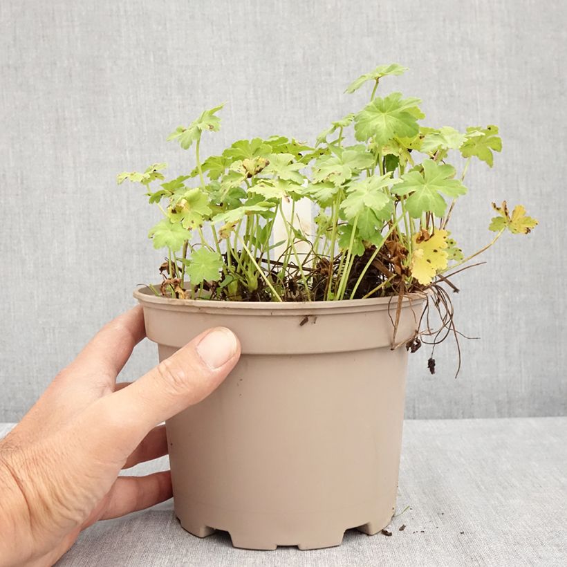 Geranium macrorrhizum White-Ness 2L/3L pot sample as delivered in summer