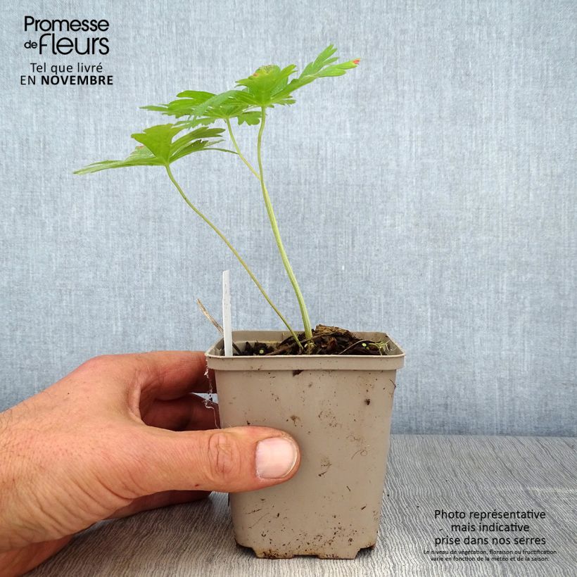 Geranium maculatum Chatto 8/9 cm pot sample as delivered in autumn
