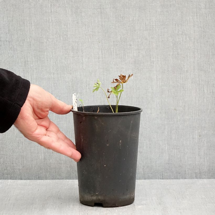 Geranium maculatum Chatto 2L/3L pot sample as delivered in autumn