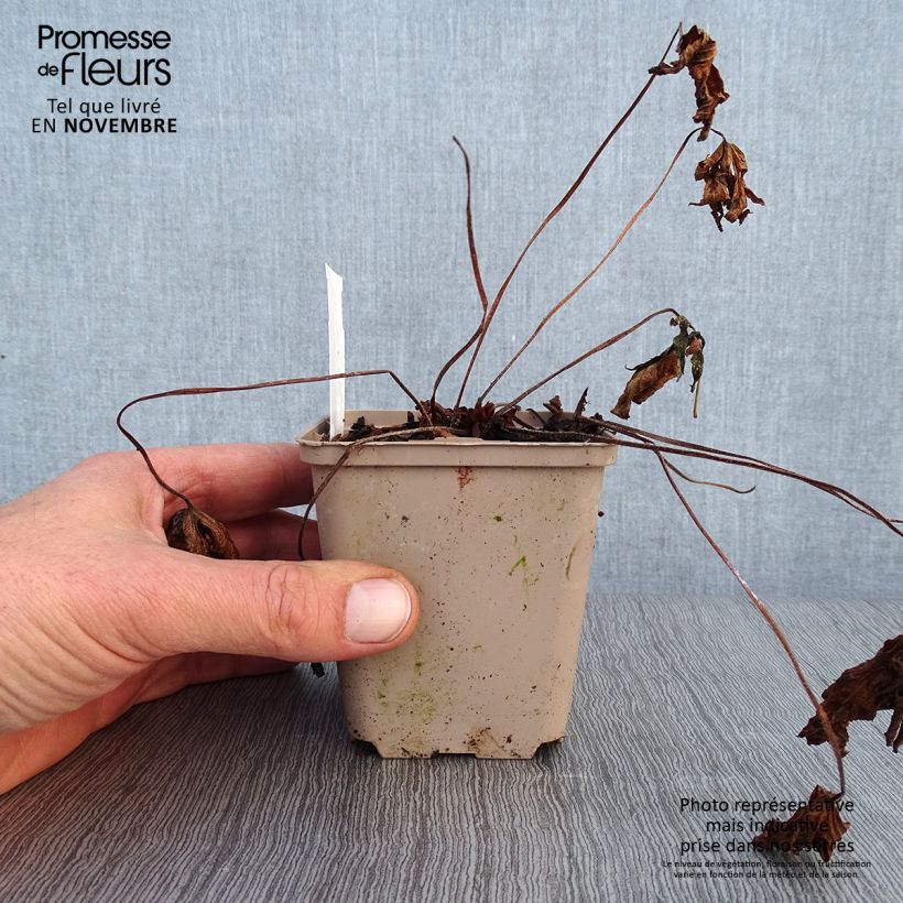Geranium maculatum Espresso 8/9 cm pot sample as delivered in autumn