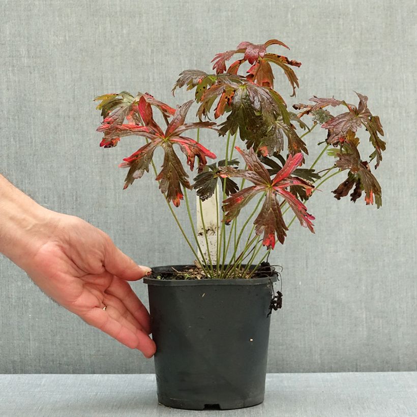 Geranium maculatum Espresso 2L/3L pot sample as delivered in autumn
