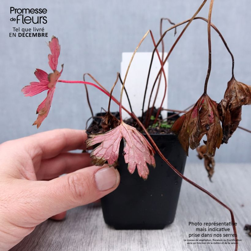 Geranium maculatum Stormy Night 8/9 cm pot sample as delivered in winter