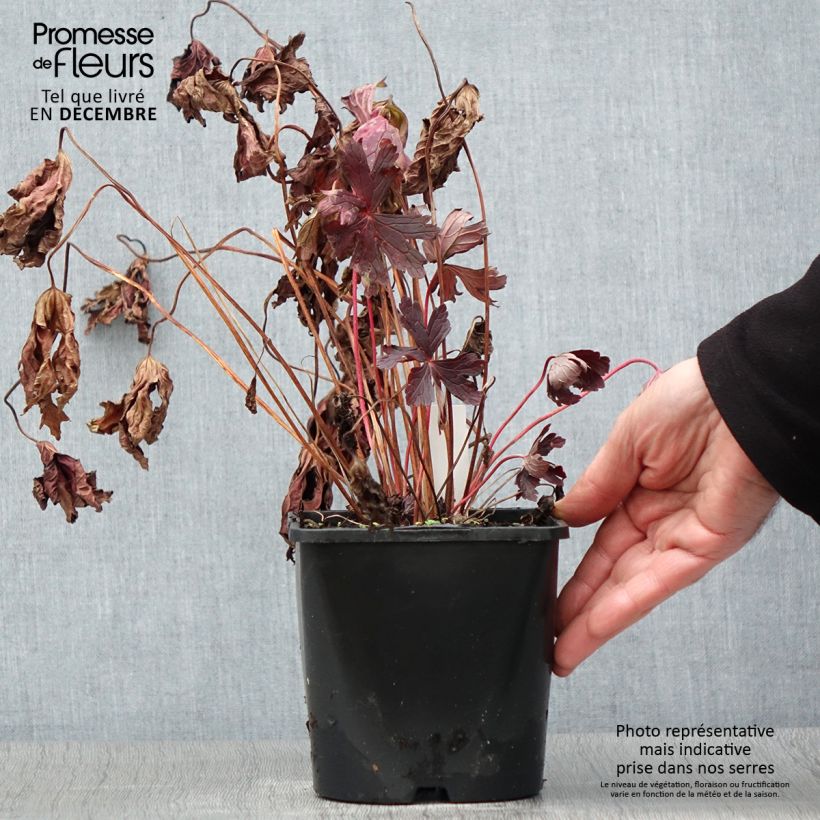 Geranium maculatum Stormy Night 2L/3L pot sample as delivered in autumn