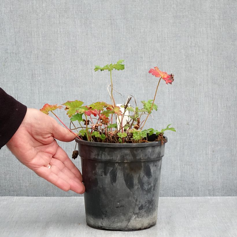 Geranium magnificum Blue Blood 2L/3L pot sample as delivered in autumn