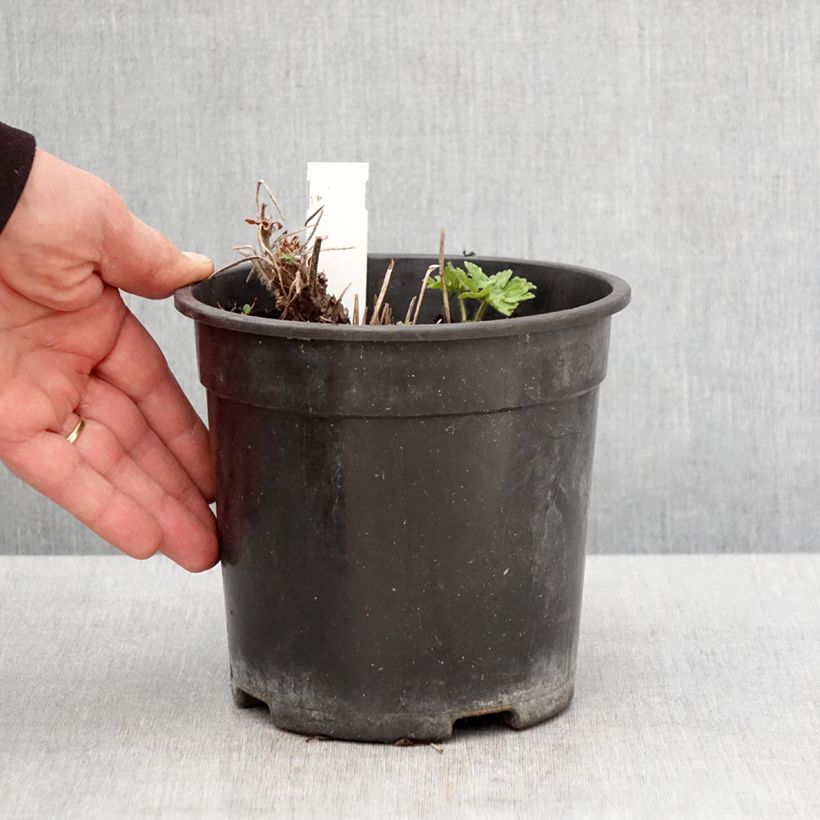 Geranium magnificum Blue Blood 2L/3L pot sample as delivered in spring