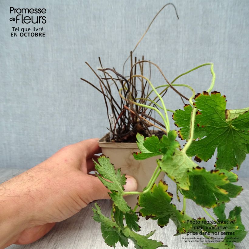 Geranium magnificum Rosemoor 8/9 cm pot sample as delivered in autumn