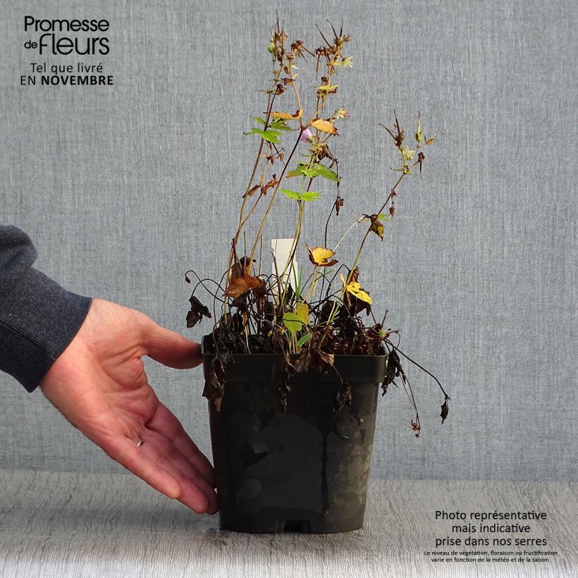Geranium nodosum - Knotted cranesbill 2L/3L pot sample as delivered in autumn