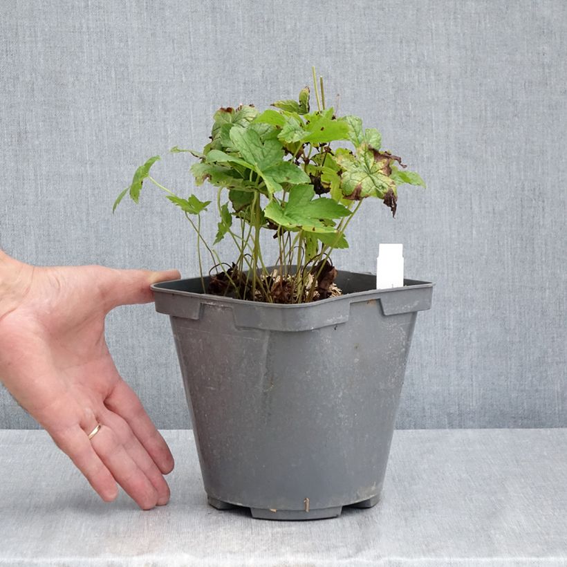 Geranium nodosum - Knotted cranesbill 2L/3L pot sample as delivered in summer