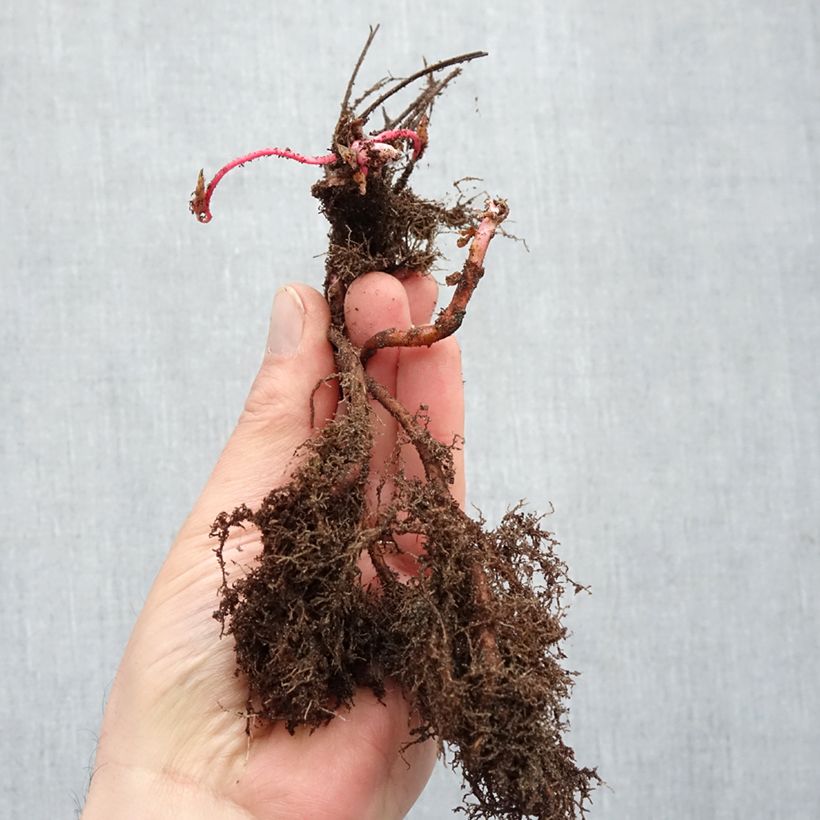 Geranium nodosum - Knotted cranesbill Bare root sample as delivered in winter