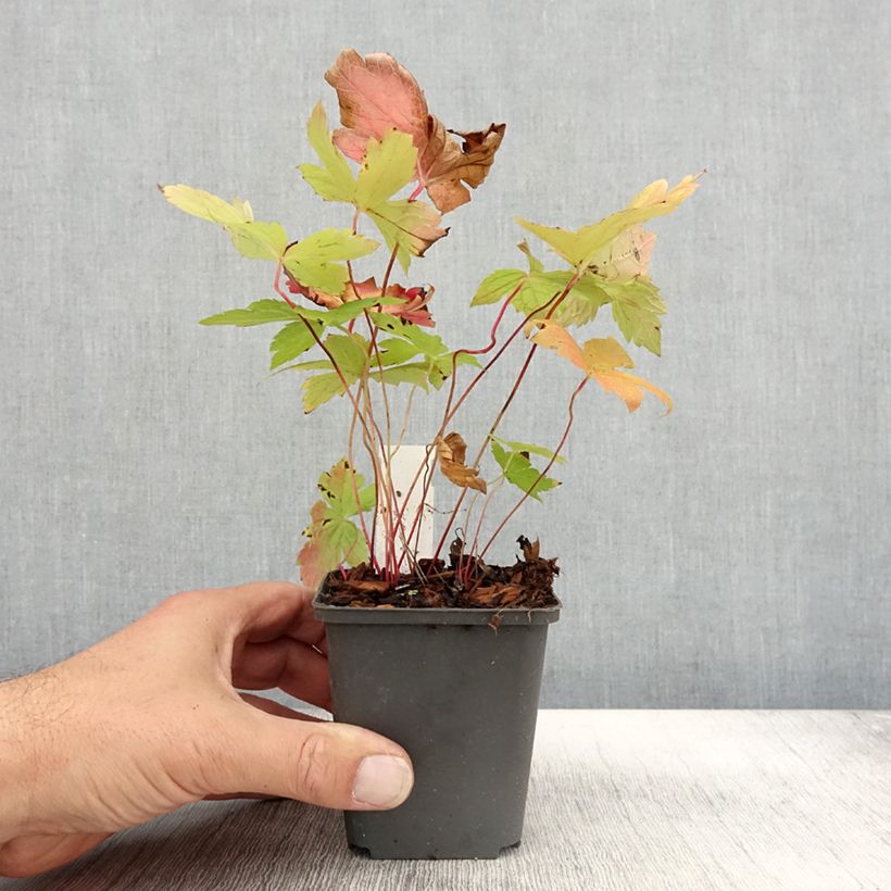 Geranium nodosum Simon 8/9 cm pot sample as delivered in autumn
