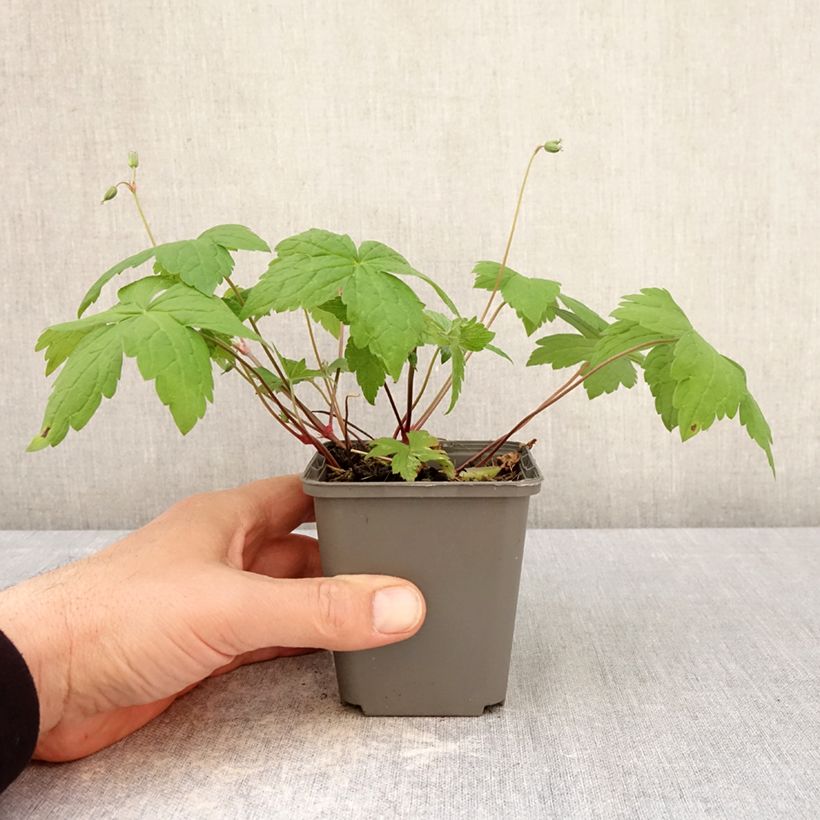 Geranium nodosum Tonys Talisman 8/9 cm pot sample as delivered in spring