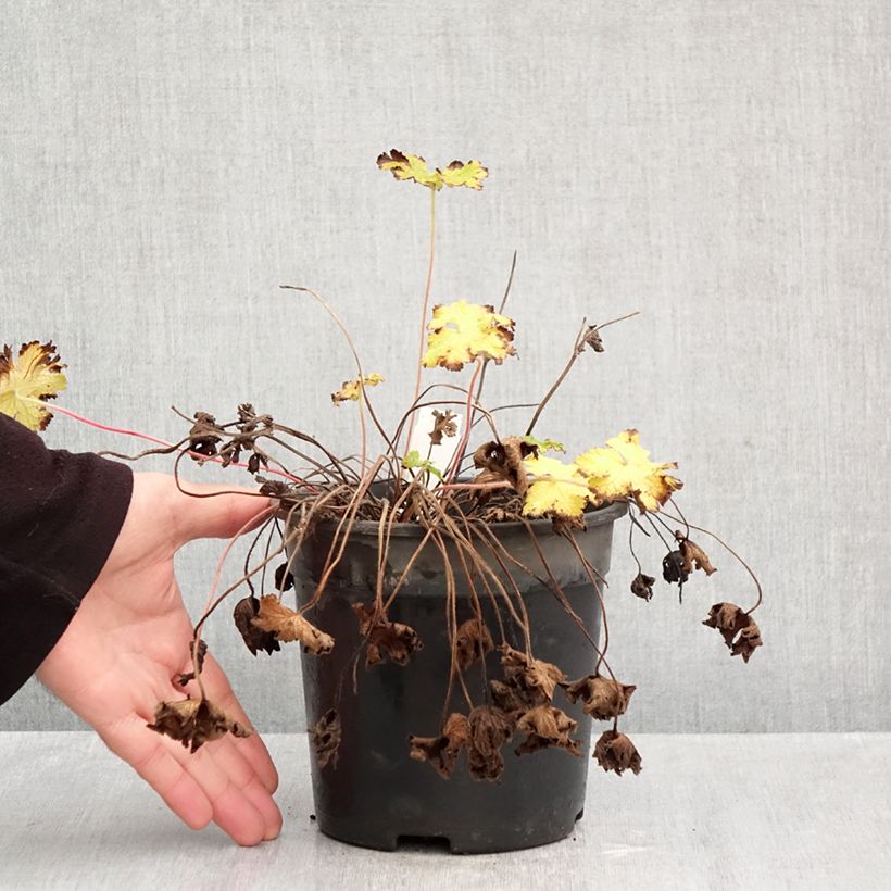 Geranium Orion 2L/3L pot sample as delivered in autumn