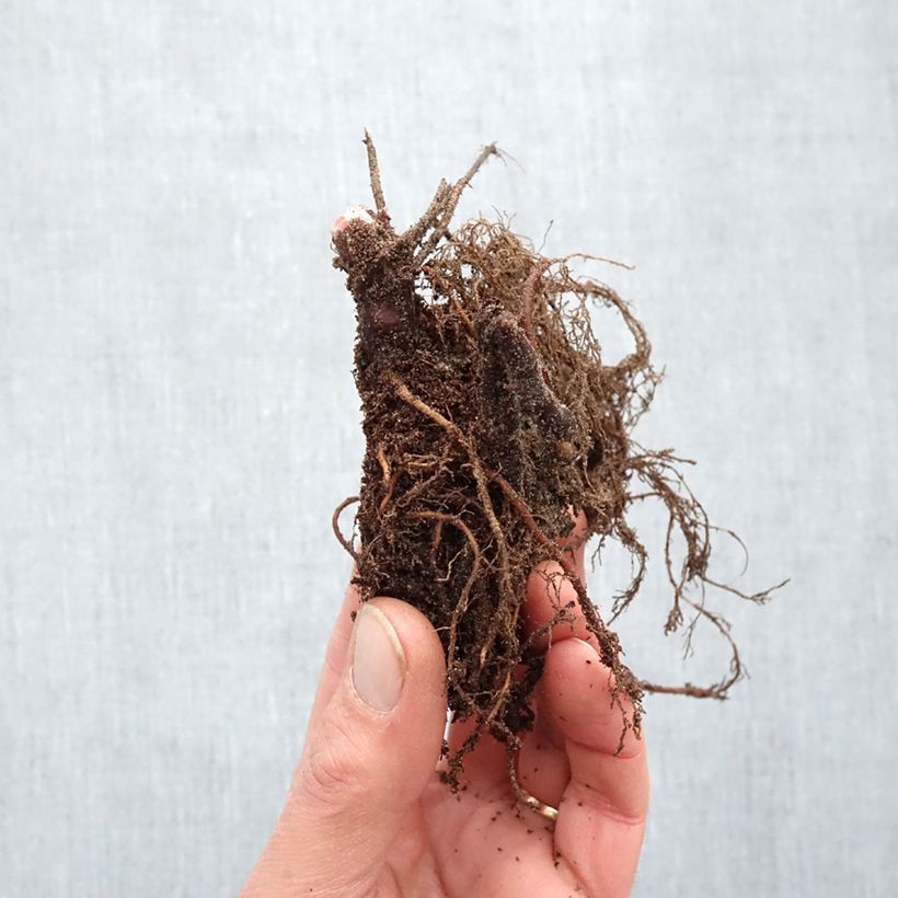 Geranium Orion Bare root sample as delivered in winter