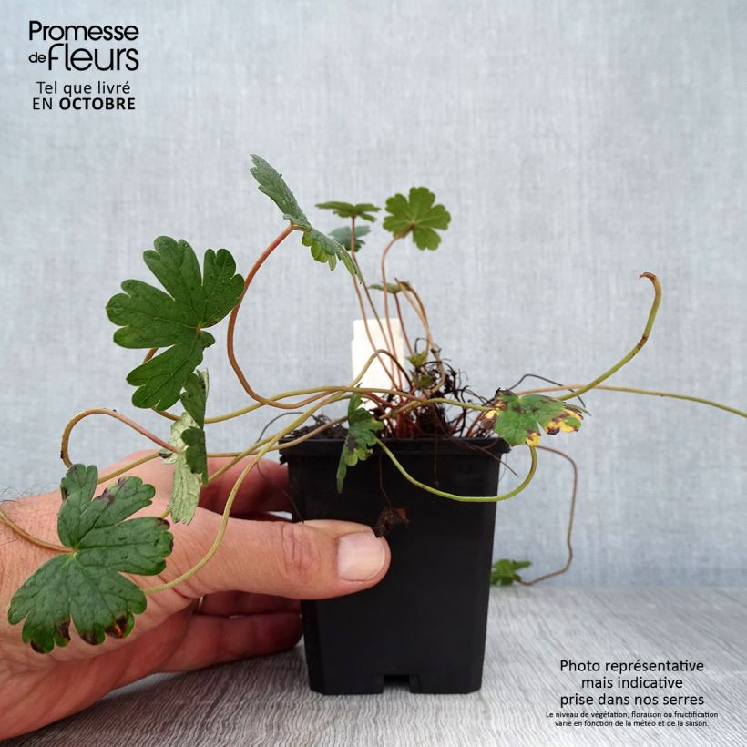 Geranium oxonianum Orkney Cherry 8/9 cm pot sample as delivered in autumn