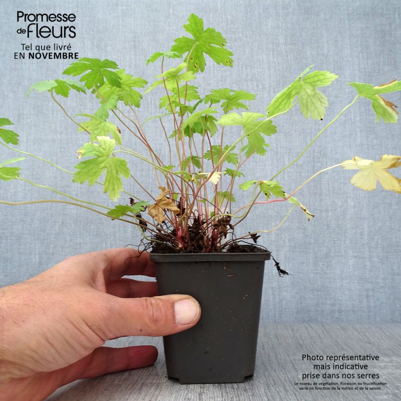 Geranium oxonianum Ankums White 8/9 cm pot sample as delivered in autumn