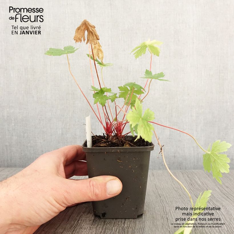 Geranium oxonianum Ankums White 8/9 cm pot sample as delivered in winter