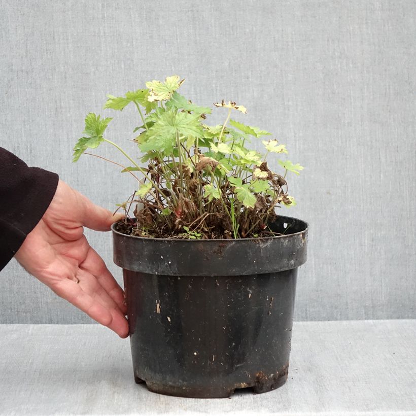 Geranium oxonianum Claridge Druce 2L/3L pot sample as delivered in autumn