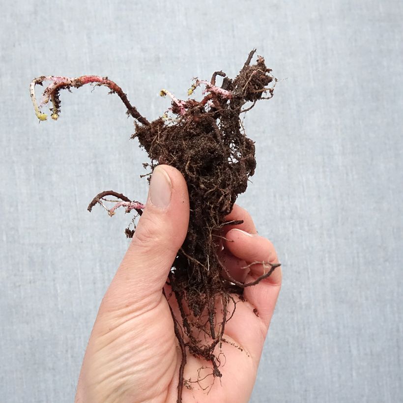 Geranium oxonianum Claridge Druce Bare root sample as delivered in winter