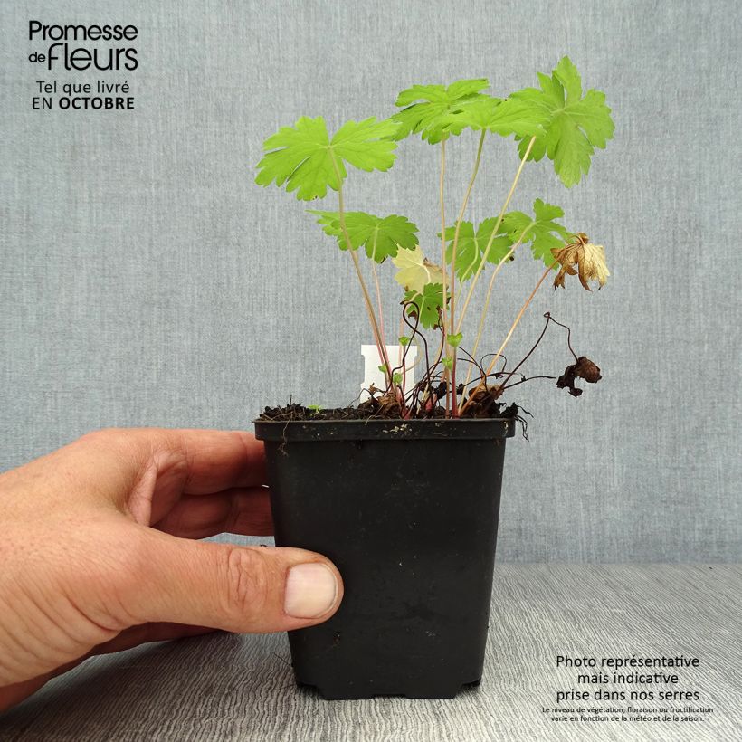 Geranium oxonianum Hollywood 8/9 cm pot sample as delivered in autumn