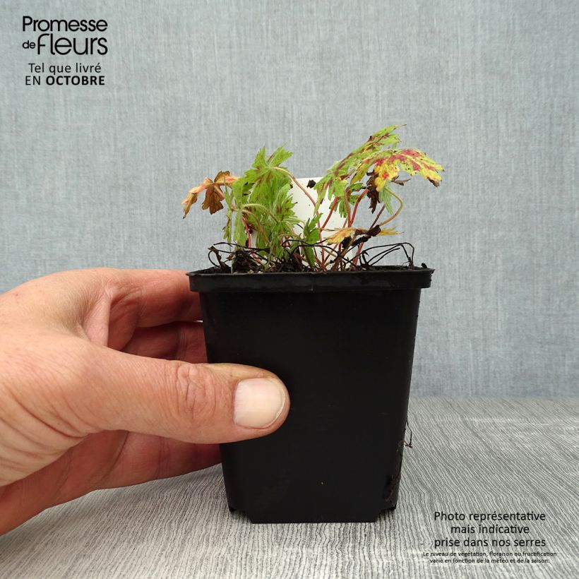 Geranium oxonianum Katherine Adele 8/9 cm pot sample as delivered in autumn