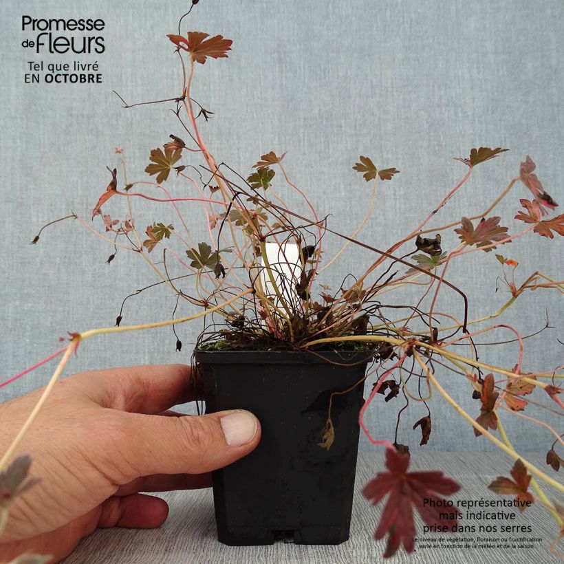 Geranium oxonianum Sanne 8/9 cm pot sample as delivered in autumn