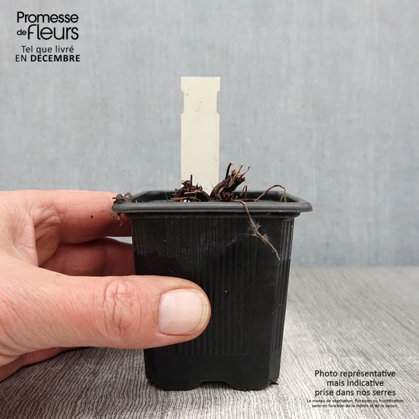 Geranium palustre 8/9 cm pot sample as delivered in autumn