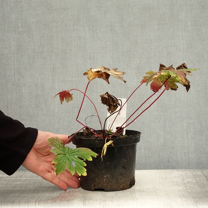Geranium Patricia 1.5L/2L pot sample as delivered in autumn