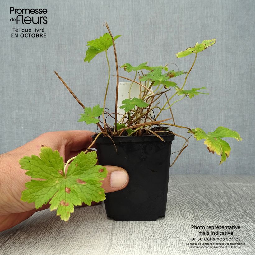 Mourning Widow - Geranium phaeum 8/9 cm pot sample as delivered in autumn