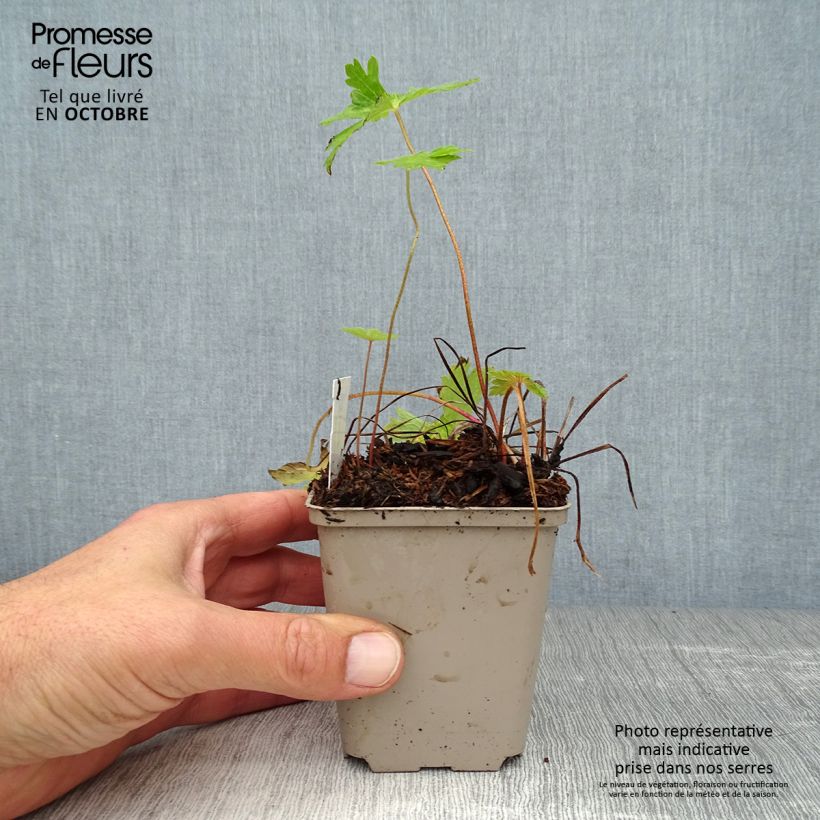 Geranium phaeum Lily Lovell 8/9 cm pot sample as delivered in autumn