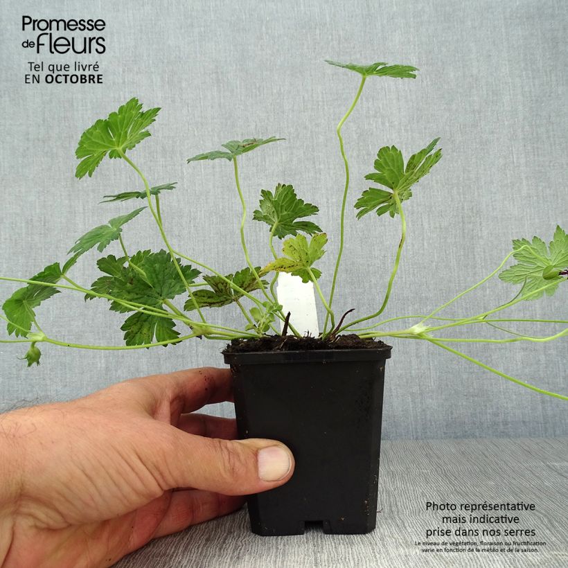 Geranium Pink Penny 8/9 cm pot sample as delivered in autumn